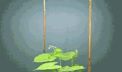 somethingwittythiswaycomes:educational-gifs: How a beanstalk