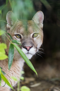 theanimaleffect:  Cougar in the vegetation, looking at me…