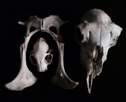 roadkillandcrows:  Cat and sheep skull. 