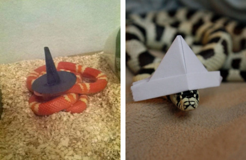 tastefullyoffensive:  Snakes Wearing Hats [via]Previously: Cats Wearing Animal Hats 