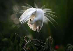Picturesque preen (Egret)