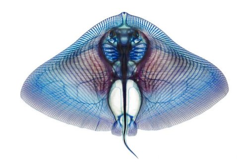 Aliens among us (Professor Adam Summers first bleaches, then dyes fish specimens to reveal their complex skeletal beauty)