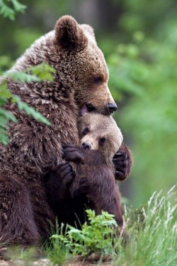 wolverxne:  Bear Hug - By: Giovanni Mari 