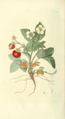 heaveninawildflower:  Fragaria vesca (Alpine Strawberry). Illustration