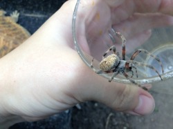 neature-walk:  this beautiful lady was sitting on the dish drainer