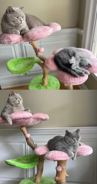 sosuperawesome:  Floral Cat TreesKBS PETS on Etsy 