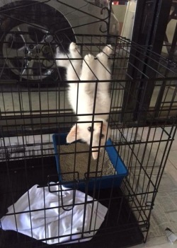 animal-factbook:  Spider cat, spider cat, does whatever a spider