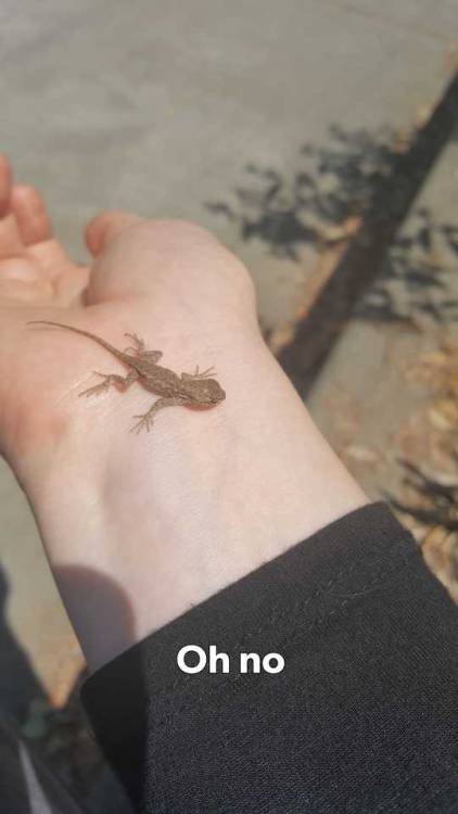 elzebrook:  elzebrook:  Y'all it’s happening again. All I wanted was to move a small animal out of the road and now it’s refusing to get down and fell asleep on me.  Update: he’s refused to go away so I just took him with me. His name is Gregory