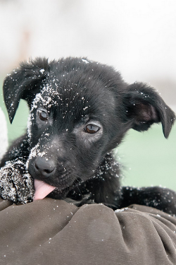 wonderous-world:  Snowy Pup by Karolina Jacek