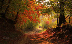 dailyautumn:  Autumn in the forest by *valiunic
