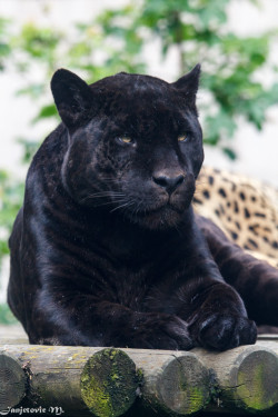 Bendhur   llbwwb:  (via 500px / Jaguar (Panthera onca) by Mladen