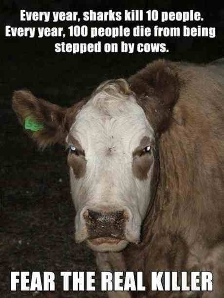 Evil bovine is eyeballin’ you