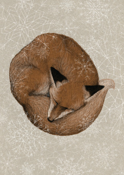 dahvmandasz:  Sleepy fox is already dreaming of winter. 