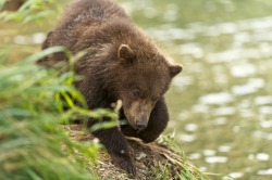 fuck-yeah-bears:  Moment of Trust by Debbie Tubridy