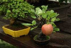 sixpenceee:  A bonsai tree that grew a full-sized apple. From