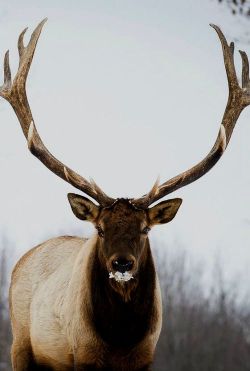Gorgeous bull elk 