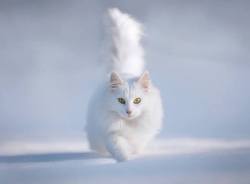 cat-overload:  Majestic.. The Winter Kitty