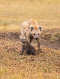thepredatorblog:  Hyena and cub (by kerrybluett100) 