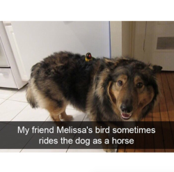 babyanimalgifs:  These cute dog snapchats will make your day