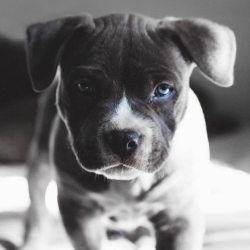 themanliness:  Blue eyed pitbull!😍 via @envyavenue. © Natalie