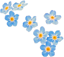 transparent-flowers:Water Forget-Me-Not. Myosotis scorpioides.