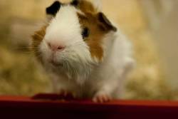 guineapig-addict:  My very photogenic Jonesy