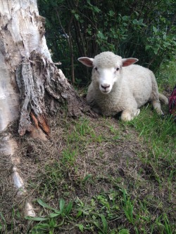 fairhytale:My lamb, June, taking a nap and still managing to