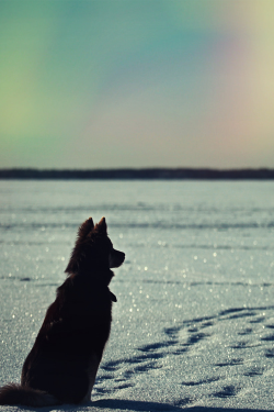 chvmeleon:  Northern Lights of the Noon by demoiselle lapin on
