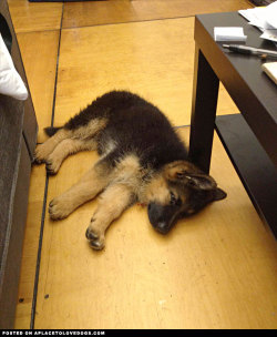 aplacetolovedogs:  German Shepherd puppy Atlas sneaking in a