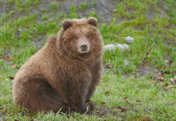 llbwwb:  Brown Bear Cub - Nice & Fluffy (by AlaskaFreezeFrame)