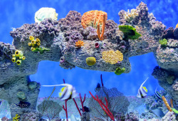 socialfoto:  Underwater world Exotic underwater world of shallow