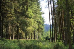 bahiabay:  Macclesfield Forest (by leanne_marie11) 