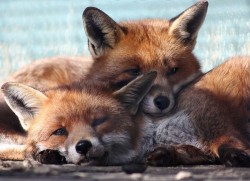 the-absolute-best-photography:  Foxes in Love. Spring time You