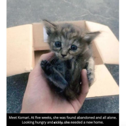 justcatposts:  Heart warming story