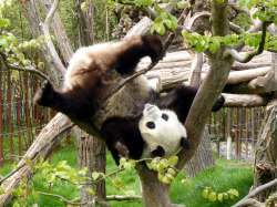 giantpandaphotos:  Hao Hao at Pairi Daiza in Belgium on May