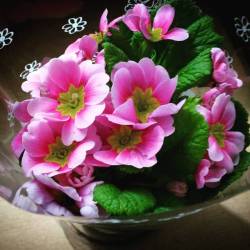 Got even more flowers for womans day ^_^ #flower #pink #womansday