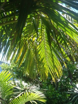 jungle-sorbet:  • follow jungle-sorbet for more tropics •