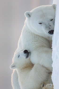 wolverxne:Goodnight Polar Bears ~ by: Tin Man