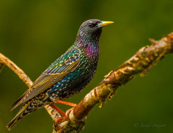 theuniverserocksnatureetc:  EUROPEAN STARLING by Sandy Stewart