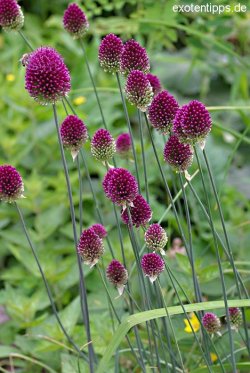 Just planted some of these Alliums, 100, all grouped together.