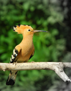 magicalnaturetour:  Upupa by Stefano Bodini