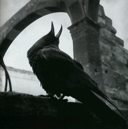 madness-and-gods:  Arthur Tress - Raven, Mexico, 1964 