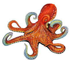 ttransluciduss:  Transparent Octopus  by Dagger 