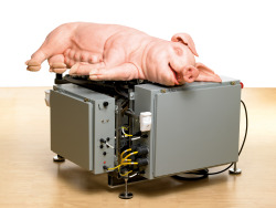 artexpansion:  Paul Mccarthy, Mechanical pig, 2005 