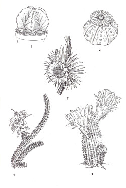 plant-scans:  1.Astrophytum myriostigma, 2.Astrophytum asterias,