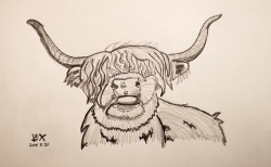 Holidaying in Scotland. Drew a Highland Cow. Moo!