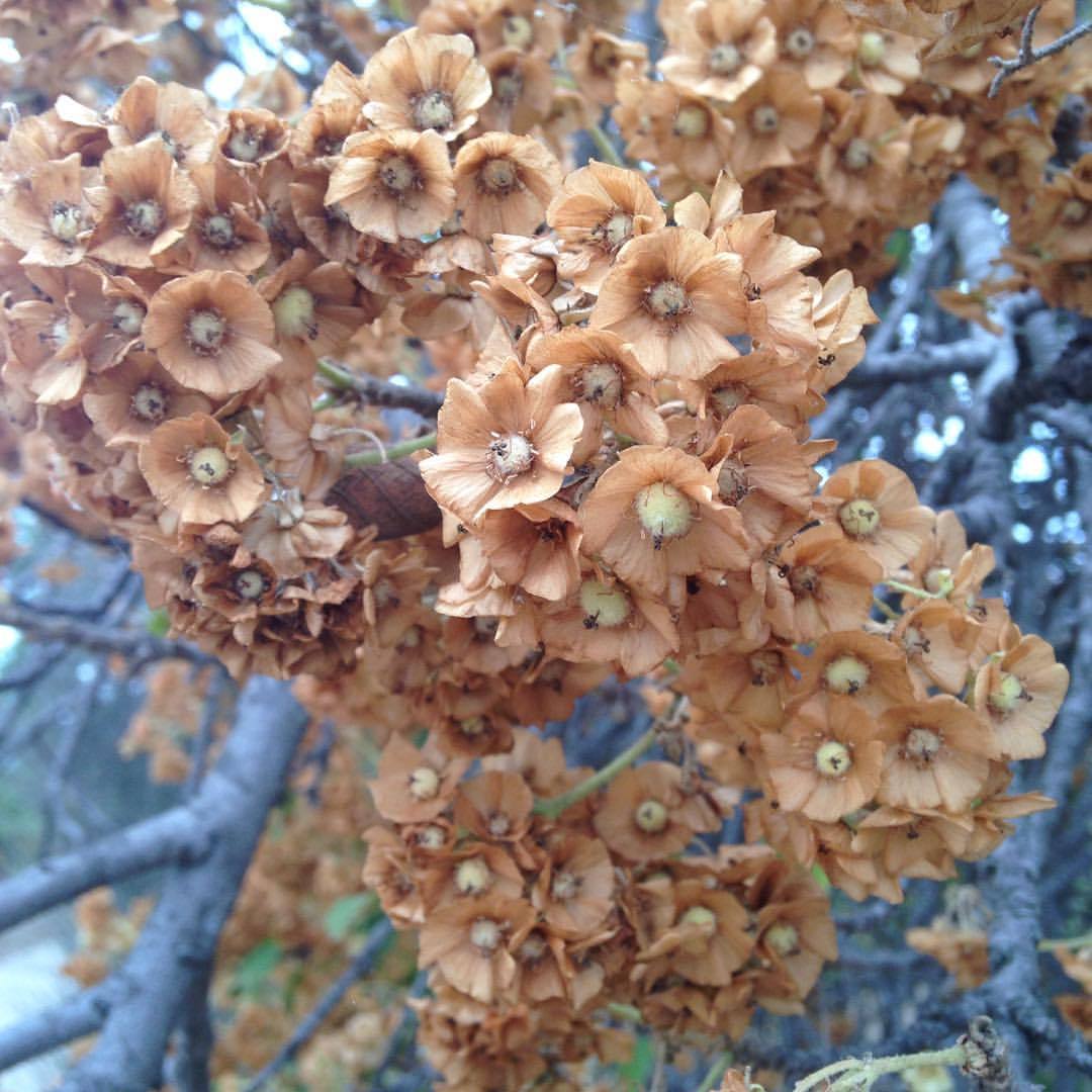 <p>I don’t know what they are but I like these little brown flowers. #flower  (at Balboa Park)</p>