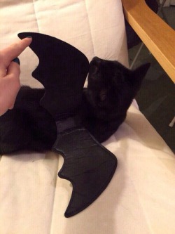 catz-purrrr: Wow what a nice bat