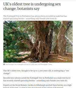 slumberprince:  if this 5000 year old tree isn’t too old to