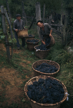 unrar:    Grape harvest in Behorleguy, France, William Albert